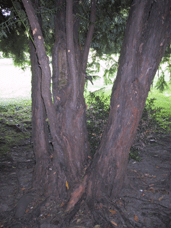 Cephalotaxus fortunei