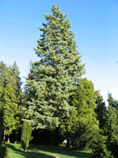 Cupressus arizonica