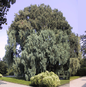 Cupressus cashmeriana