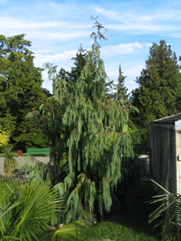 Cupressus tortulosa
