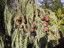 Cupressus tortulosa