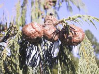Cupressus tortulosa