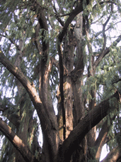 Cupressus tortulosa