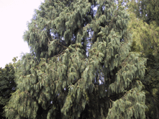 Cupressus tortulosa
