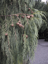 Cupressus tortulosa