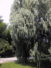 Cupressus tortulosa