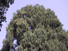 Cupressus tortulosa