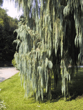 Cupressus tortulosa