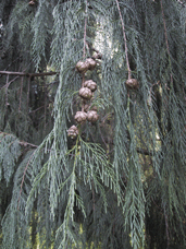 Cupressus tortulosa