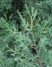 Cupressus dupreziana