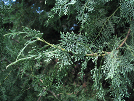 Cupressus dupreziana