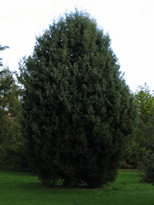 Cupressus dupreziana