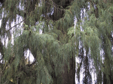 Cupressus funebris