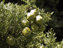 Cupressus sempervirens