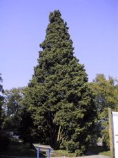 Cupressus sempervirens