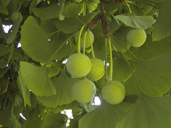 Ginkgo biloba
