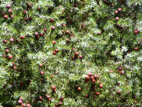 Juniperus oxycedrus