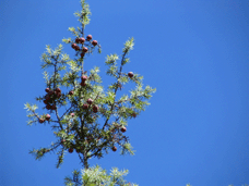 Juniperus oxycedrus