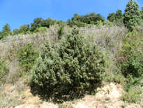 Juniperus oxycedrus