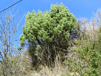 Juniperus oxycedrus
