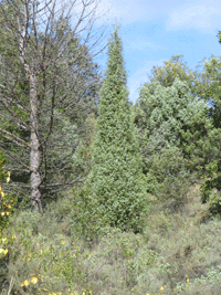 Juniperus oxycedrus