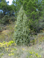 Juniperus oxycedrus