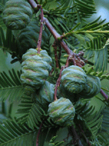 Metasequoia glyptostroboides
