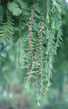 Metasequoia glyptostroboides
