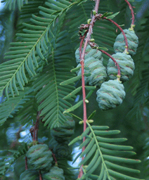 Metasequoia glyptostroboides