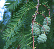 Metasequoia glyptostroboides