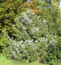 Picea brachytyla