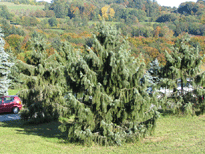 Picea breweriana