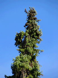 Picea omorika