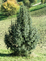 Picea purpurea