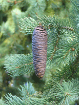 Picea schrenkiana