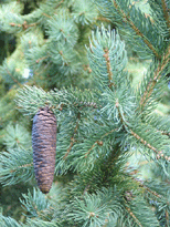 Picea schrenkiana