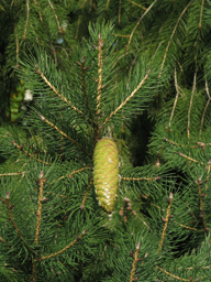 Picea smithiana