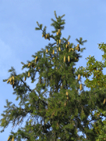 Picea smithiana