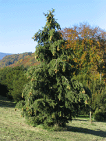 Picea smithiana