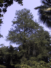 Pseudolarix amabilis