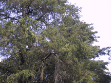 Pseudolarix amabilis