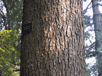 Pseudolarix amabilis