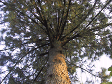 Pinus coulteri