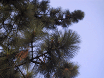 Pinus coulteri