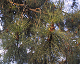 Pinus coulteri