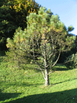 Pinus coulteri