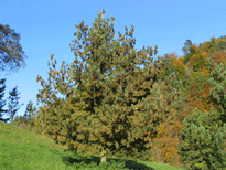 Pinus peuce