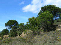 Pinus pinea