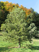 Pinus ponderosa
