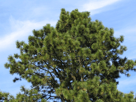 Pinus radiata